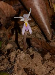 Image result for Brachycorythis buchananii