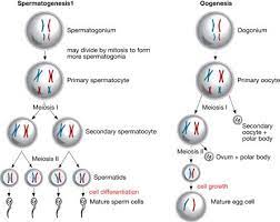 Meiosis Spermatogenesis Oogenesis Meiosis Medical Knowledge Chemistry Help