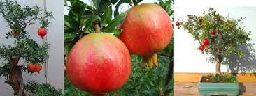 Later you'll be satisfied with juicy, iron rich, fresh and healthy fruits. Grow Pomegranate Trees Indoors Luv2garden Com