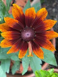 Image result for Rudbeckia hirta