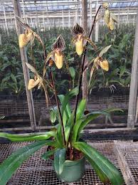 Image result for Polystachya vulcanica