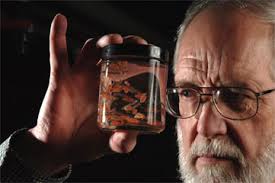 Hatching New Ideas About Wild Salmon