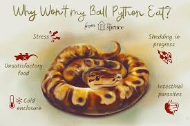Maybe you would like to learn more about one of these? Feeding Your Pet Ball Pythons