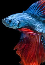See More Images On Our Gallery Http Www Bettaboxx Com Betta Photos Betta Fish Care Cool Fish Siamese Fighting Fish