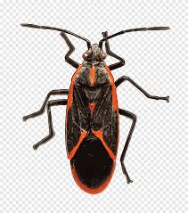 Boxelder bugs red and black weaver bug. Insect Longhorn Beetle Boxelder Bug True Bugs Boxelder Maple Garden Insect Pest Identification True Bugs Arthropod Png Pngegg