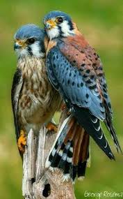 Birds Of Prey Pictures Sign In Beautiful Birds Animals Pretty Birds