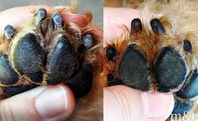 This video shows some of the details of how to use a dremel to grind a dog's nails. How To Dremel Dog Nails Miles Emma