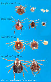 Njdep Division Of Fish Wildlife Longhorned Ticks In New