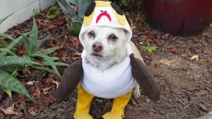 We found 259 items of. Porg And More Diy Star Wars Pet Costumes For Halloween Starwars Com