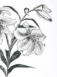 Judge tiger lily flower isolated on mascot. Lili Flower Art Drawings Lilies Flowers Drawing Drawing By Raphael Perez Artmajeur