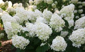 From encyclopedia of hydrangeas c.j. Grobe S Nursery And Garden Centre Shrubs9