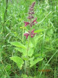 Image result for Stachys pseudonigricans
