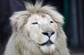 白い ライオン ブログ