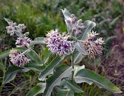 Image result for Asclepias ameliae