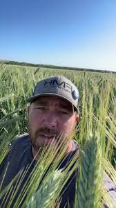 Need to get this chopped so I can plant it back to corn right away! #f...