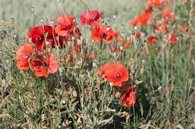 Mohn lässt sich sowohl direkt im freiland säen als auch im haus vorziehen. Mohn Aus Samen Selber Ziehen Wann Aussaen Pflege Von A Z