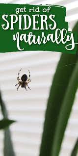 How To Keep Spiders Away From Your House Keep Spiders Away Get Rid Of Spiders Natural Spider Repellant