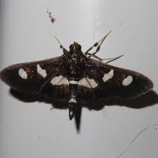 Image result for Disperis sp. nov. aff. macowanii