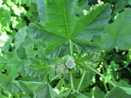 Image result for Malva parviflora