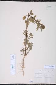 Image result for Chenopodiastrum