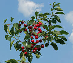 Damit erleichtern sie anderen kunden die entscheidung. Die Kirschen In Nachbars Garten Sind Nicht Suss Foto Bild Pflanzen Pilze Flechten Baume Obstbaume Bilder Auf Fotocommunity
