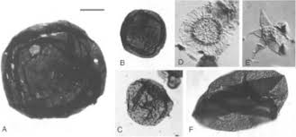 Image result for Acritochaete