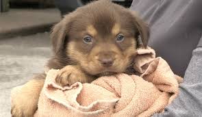 (concord / pleasant hill / martinez) pic. North Bay And District Humane Society Prepare For New Animal Adoption Centre Ctv News