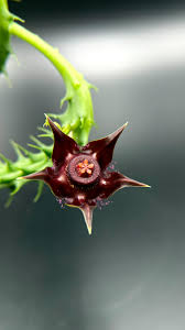 Image result for Duvalia polita