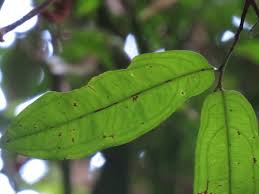 Image result for Brackenridgea