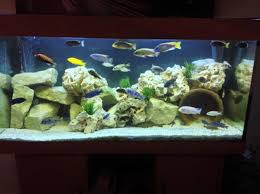 How To Grow A Bond With Your Betta Fish: 6 Fun Activities