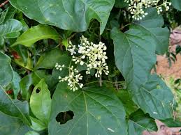 Image result for Premna
