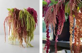 Image result for Amaranthus