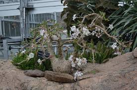 Image result for Plectranthus chimanimanensis