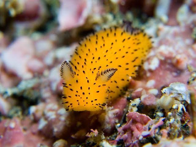 خرگوش دریایی