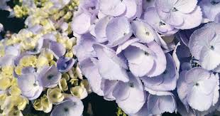 Yes, hydrangeas are one of the best loved flowers around! Flower Care Guide Hydrangea Bouquets Bouqs Blog