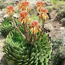 Image result for Cyphostemma lanigerum