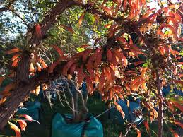 Image result for Halleria lucida