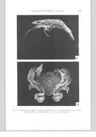 Image result for Euploca katangensis