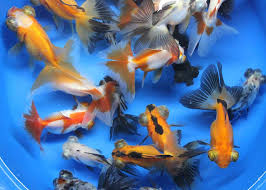 Be sure to leave a like and subscribel. 32 Popular Types Of Goldfish Varieties You Can Have At Home