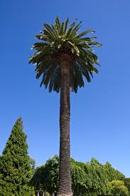 Image result for Arecaceae