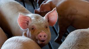 More than 20 genotypes of asfv have been identified, many from wildlife cycles in africa. African Swine Fever Now An Outbreak In The Philippines