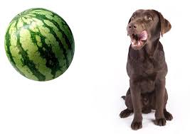 The flesh of a watermelon is a safe and nutritious treat for dogs, but the other parts of the fruit aren't all right for your pooch to eat. Can Dogs Eat Watermelon Intelligent Pup