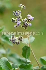 Image result for Bothriocline longipes