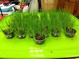 The rye seed can be planted alone or as part of a mixture with other sow rye grass seed in the spring after the danger of heavy frost has passed in the northern states and in september or october in the southern states. Pin On Teaching Ideas