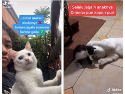 Kamu bisa menempatkan handuk sebagai alas. Kata Siapa Kucing Jantan Suka Makan Anaknya Sendiri Coba Lihat Si Winter Indozone Id