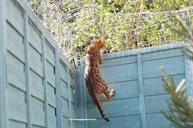 Well.designing a cat proof fence seems difficult expensive and often is an eye sore. Five Ways To Let Your Cat Outside Safely Bengal Cat World