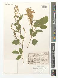Image result for Desmodium scorpiurus