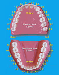 Tooth Numbering System For Supernumerary Teeth Dental Assistant Dental Assistant Study Dentistry
