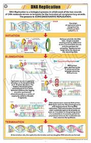Dna Replication Chart Manufacturer Dna Replication Chart