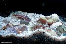 Image result for Thesium unyikense